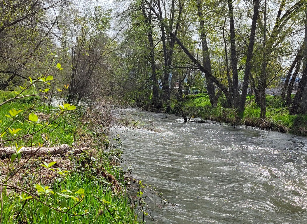 Bear Creek